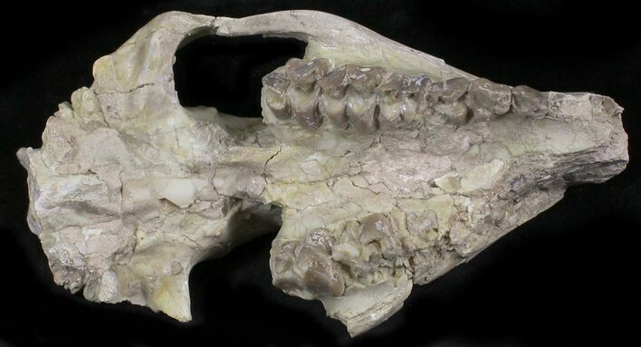 Oreodont (Merycoidodon) Partial Skull - Wyoming #27578